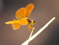 Just Dragonflies