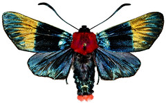 Exotic Ditrysian Moths