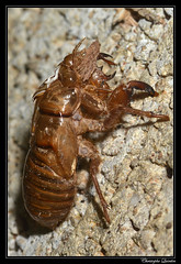 Homoptera/Cicadidae