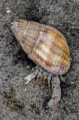 crustacés - shellfish