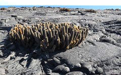 Galápagos Islands flora, Apr-May 2014