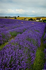 Cotswold Lavender Farm