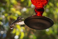 Hummingbirds summer 2014