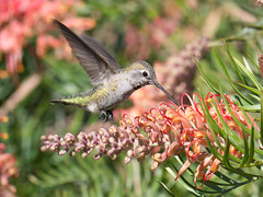 Anna's Hummingbird sequence 8-30-14