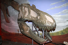 National Dinosaur Museum 