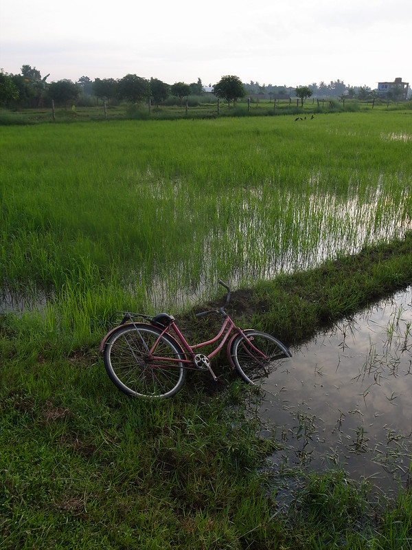 Rice Paddy Bicycle