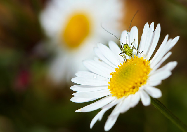 flower, bug, macro