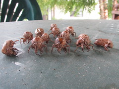 Cicadavaders