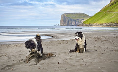 Domestic animals of the Faroes
