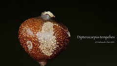 Dipterocarpus tempehes (Dipterocarpaceae)