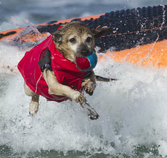 Surf Dog Surf-A-Thon - 2014