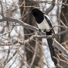 Jays, Crows, and Kin