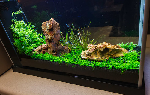 Planted Spec V Aquarium with HC cuba