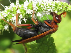 Spider Wasps - Pompilidae