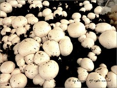mushrooms / champignons / bolets