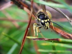 Hymenoptera - Wasps, Ants & Bees