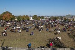 Ballinasloe Horse Fair 2014