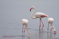 Flamingo | Greater Flamingo (Phoenicopterus roseus)