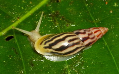 Snails of Ecuador