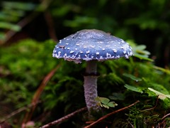 Pilze / Mushrooms