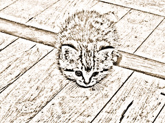 Cute New Kitten Pencil Sketch Sepia 003