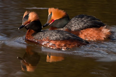 Water Birds of Finland