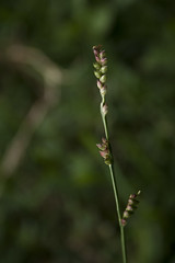 Wild Grasses, Sedges and Bamboos - Family Poaceae