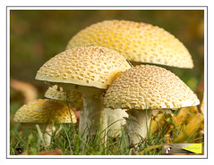 Mushrooms/Fungi