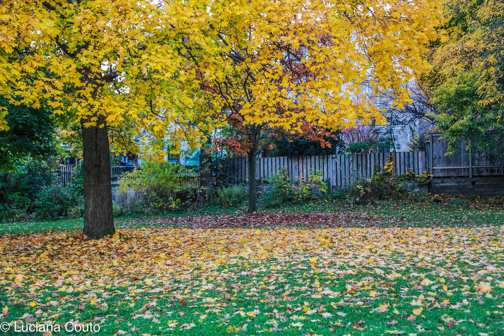 Fall at Toronto