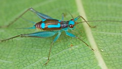 Orthoptera (Tanzania)
