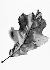 Falling leaves