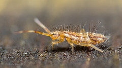 Orchesella flavescens (Springschwanz / Springtail) Collembola