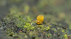 Kugelspringer (Springtail) Collembola