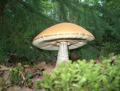 Alaska Mushrooms