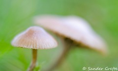 Paddenstoelen (Mushrooms)