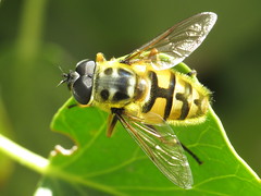 Hoverflies - Syrphidae, Eristalinae