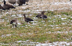 Greater White Fronted Geese - Crawford Co
