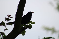 ~ Blackbird ~