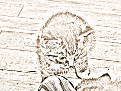 Cute New Kitten Pencil Sketch Sepia 002