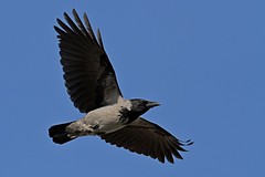 Crows - Corvidae - Rabenvögel