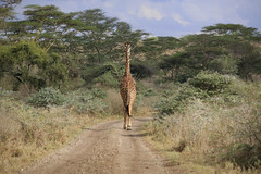 Nairobi National Park, Nairobi, Kenya.i