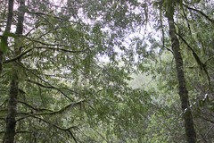 Mount Grundy - rainforest plants