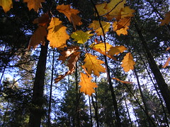 Heseler Wald im Herbst