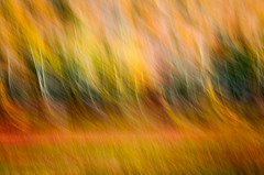 Abstract and ICM  Intentional camera movement