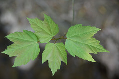 new leaves of red maple