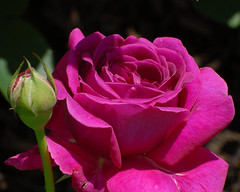 Schenectady Rose Garden 6-15-2013