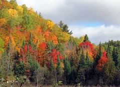 Changing Leaves Ottawa 2016