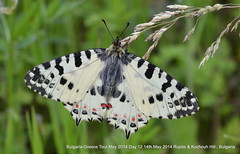 Balkan Lepidoptera