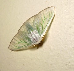 Tussock moth (Arctornis sp.) (x2)
