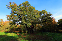 Sherwood Forest Country Park